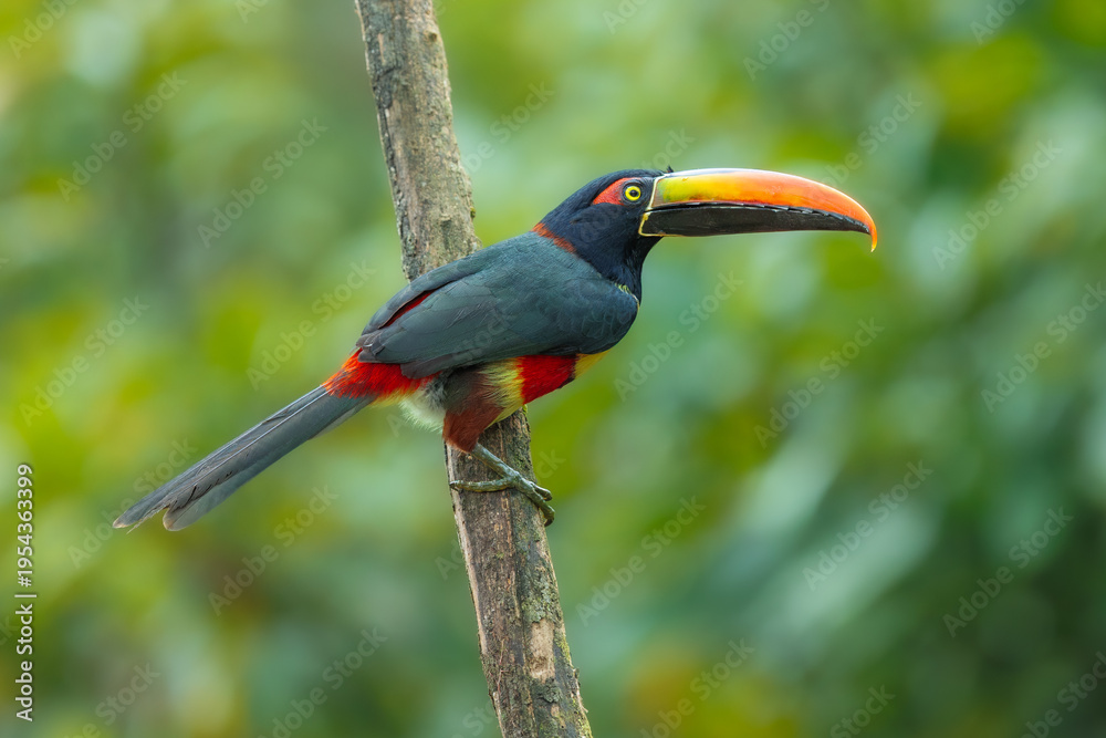 Fototapeta premium Fiery-billed Aracari perched on a branch in the tropical rainforest against a blurred green background, Costa Rica