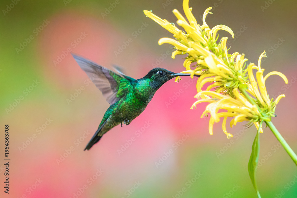 Fototapeta premium Male Talamanca Hummingbird hovering and feeding on a yellow shrimp plant flower with a soft green bokeh background, Costa Rica