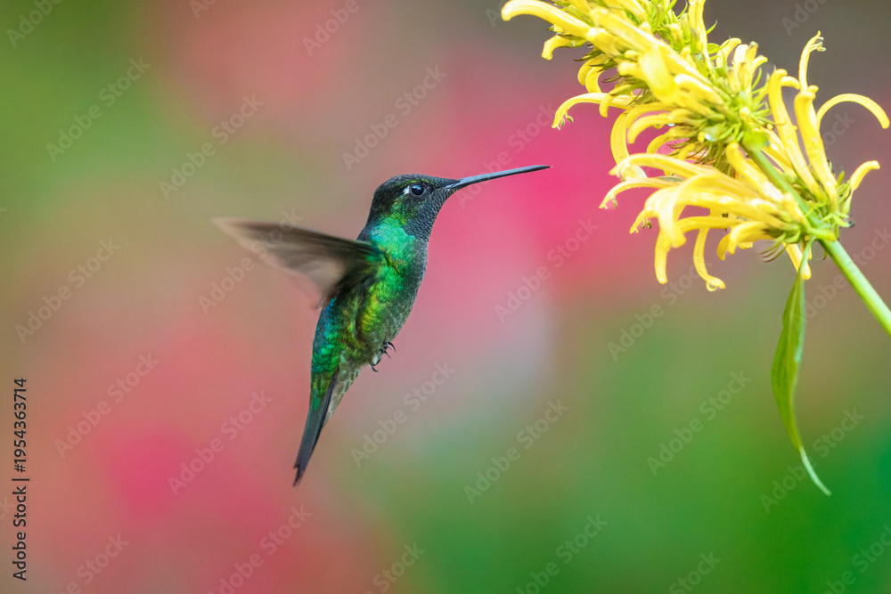 Fototapeta premium Male Talamanca Hummingbird hovering and feeding on a yellow shrimp plant flower with a soft green bokeh background, Costa Rica