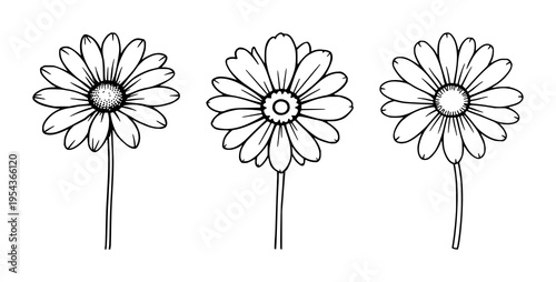 Daisy flower set with simple outline featuring petals, center, botanical illustration with line art and minimalism, soft contour and subtle shading