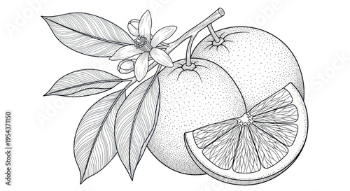 Hand-drawn sketch of oranges on a branch with leaves and blossoms, white background