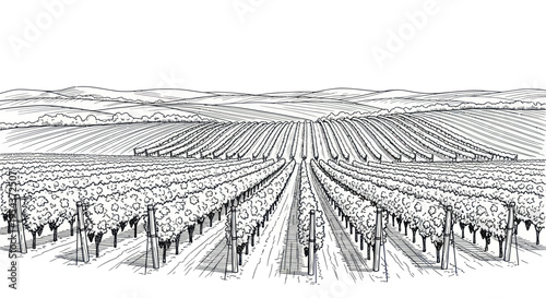 Vineyard landscape sketch, rows of grape vines stretching to rolling hills, agricultural scenery