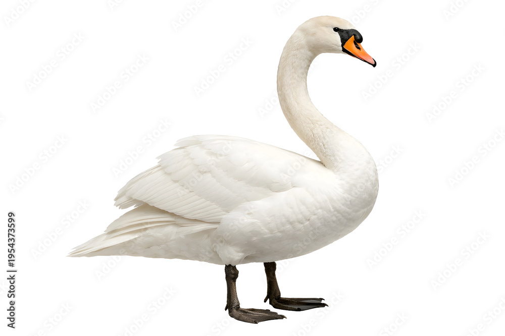 Obraz premium Elegant White Swan Standing Isolated on White Background Realistic Bird