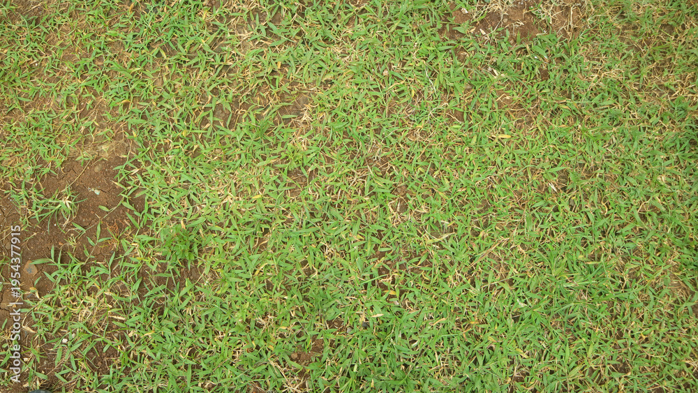 Fototapeta premium Top down view of patchy green grass lawn with bare soil spots, natural outdoor ground texture background.