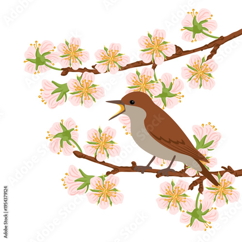 vector drawing bird, thrush nightingale at spring flowering apple tree branch with pink blossoms, sprosser, hand drawn Luscinia luscinia ,hand drawn illustration