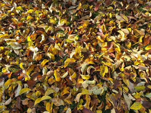 Colorful fallen autumn leaves covering ground, natural seasonal texture with rich tones and organic pattern