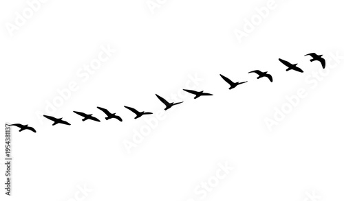 Classic V-shape migratory bird flock silhouettes over horizon vector set