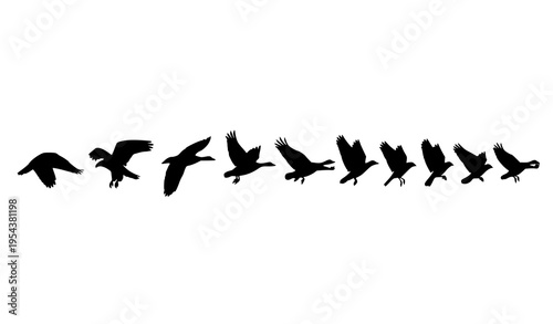 Bird wing movement icon pack showing step-by-step flapping silhouettes vector