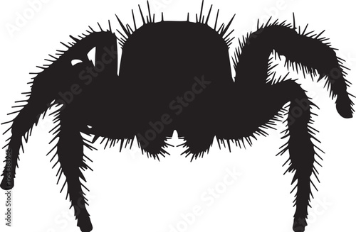 Black Silhouette of a Hairy Spider Isolated on White Background