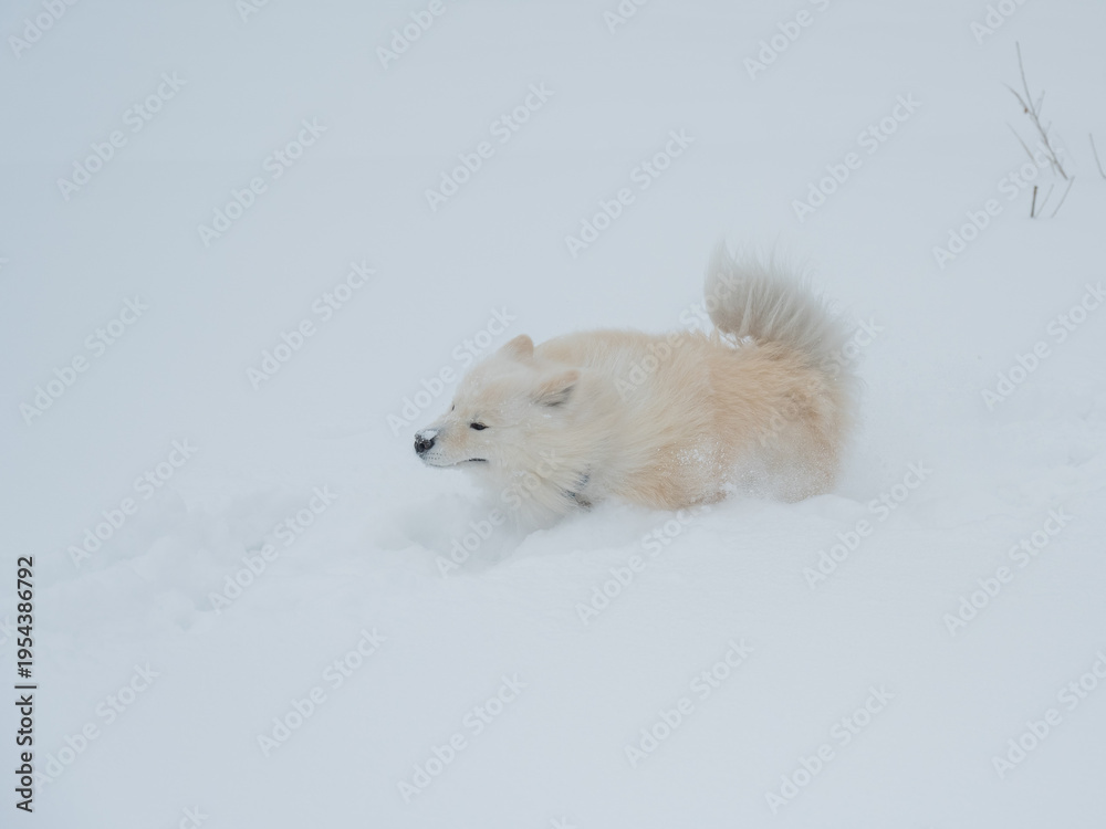 Fototapeta premium A Samoyed dog runs through the snow.