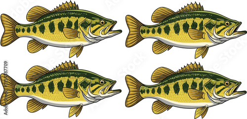 Detailed illustration of largemouth bass fish with green upper body, yellow lower body, and dark markings, symbolizing freshwater species, fishing, ecology, and creative artwork projects