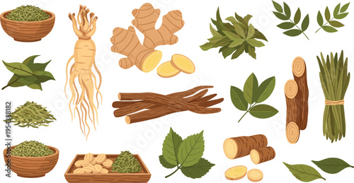 Herbal medicine ingredients set with ginseng roots leaves dried herbs and natural plants, traditional healing and organic remedies vector illustration collection