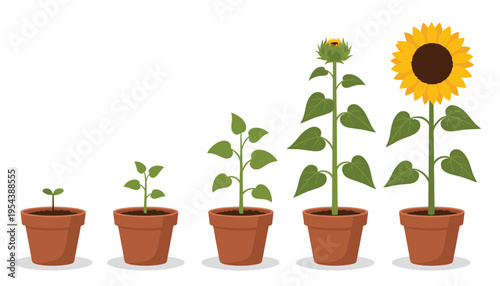 Sunflower plant growth stages lifecycle from seed sprout to blooming flower in ceramic pots isolated on white background vector.