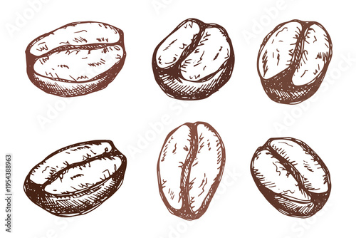 Set of hand drawn fresh roasted coffee bean Arabica robusta seed doodle Single element for design print packaging label decor