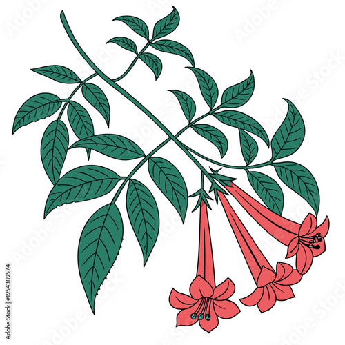 trumpet vine new guinea vector on white