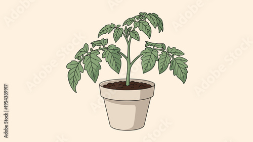 Detailed illustration of a healthy tomato plant growing in a simple ceramic pot with lush green leaves and sturdy stems against a pale background.