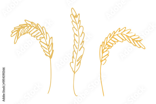 Set of hand drawn cereal wheat oat rye barley rice ears spikelet clipart Organic wheat bread agriculture farming harvest healthy food Single element for design print packaging label decor