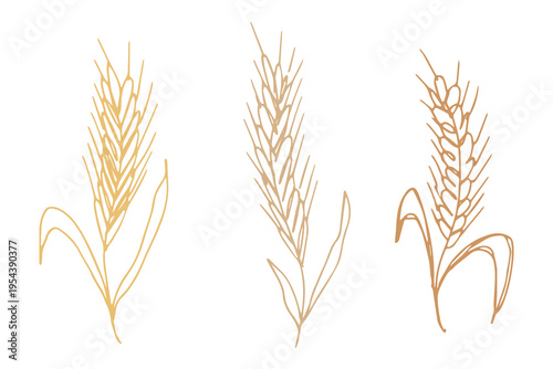Set of hand drawn cereal wheat oat rye barley rice ears spikelet clipart Organic wheat bread agriculture farming harvest healthy food Single element for design print packaging label decor