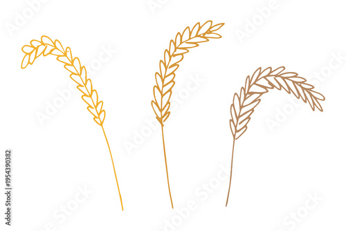 Set of hand drawn cereal wheat oat rye barley rice ears spikelet clipart Organic wheat bread agriculture farming harvest healthy food Single element for design print packaging label decor