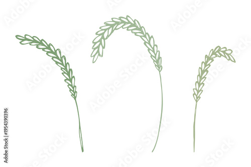 Set of hand drawn cereal wheat oat rye barley rice ears spikelet clipart Organic wheat bread agriculture farming harvest healthy food Single element for design print packaging label decor