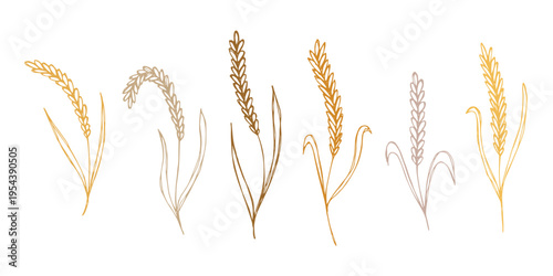 Set of hand drawn cereal wheat oat rye barley rice ears spikelet clipart Organic wheat bread agriculture farming harvest healthy food Single element for design print packaging label decor