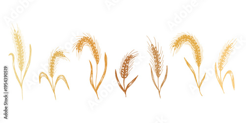 Set of hand drawn cereal wheat oat rye barley rice ears spikelet clipart Organic wheat bread agriculture farming harvest healthy food Single element for design print packaging label decor
