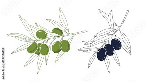 Artistic illustration shows two olive branches with green and black olives along with detailed leaves on white.