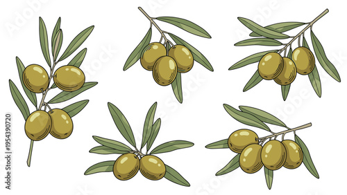 Collection of green olive branches with ripe fruits and leaves for Mediterranean cooking oil and healthy diet concepts.