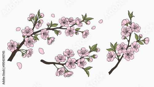 Hand drawn flowering cherry blossom branches with pink petals falling softly on a light background for spring designs.