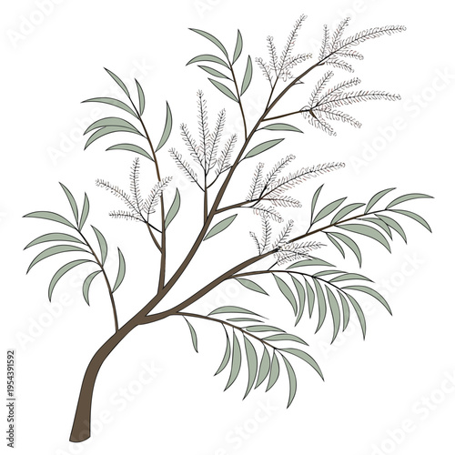 tree of tamarisk tamarix aucheriana