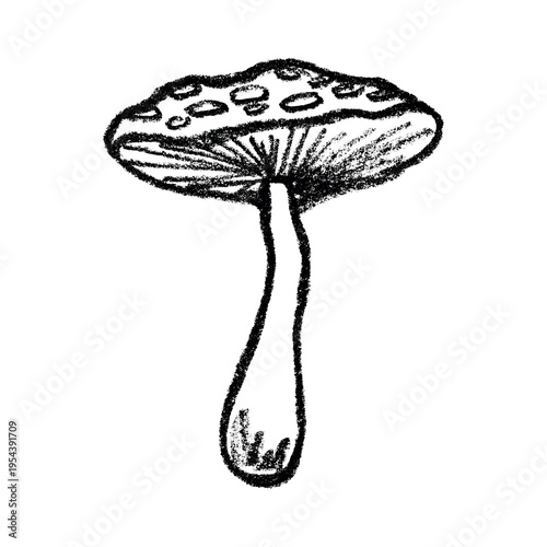 Hand drawn mushroom doodle Botanical illustration Cute autumn mushroom Healthy eco food Organic vegetarian food For stickers, greeting card, design, print, packaging, decor, kids books