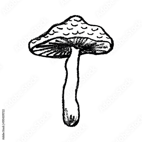 Hand drawn mushroom doodle Botanical illustration Cute autumn mushroom Healthy eco food Organic vegetarian food For stickers, greeting card, design, print, packaging, decor, kids books