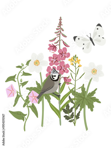 spring flowers and bird, vector drawing wild plants, butterfly and European crested tit at white background, bellflower, bindweed, field pennycress and willowherb, hand drawn botanical illustration