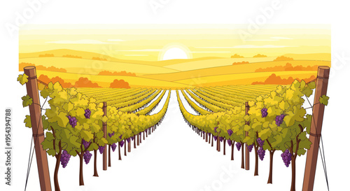 Golden Vineyard Sunset: Rows of Ripe Grapes Under Warm Sunlight