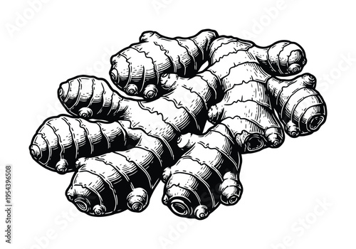 Vector of a fresh ginger root in a artistic style