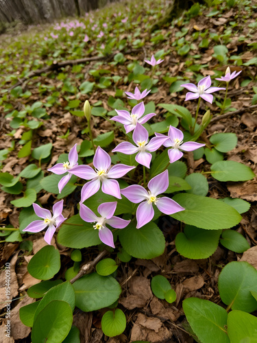 High angle view on wild soft pink trillium wildflowers flowers in early spring field at Virginia Blue Ridge Mountains parkway of Wintergreen Resort on hiking hike nature forest woods trail