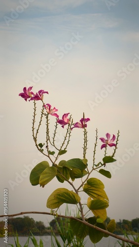Elegant pink blossoms of the orchid tree (Bauhinia purpurea) blooming on slender branches, captured against a soft pastel sky near a calm riverside. The composition highlights delicate petals and fres