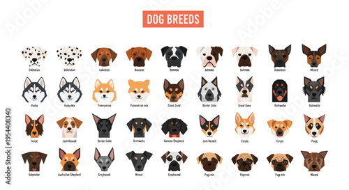 Modern flat dog breed icon set vector collection of popular pets and purebreds isolated on white