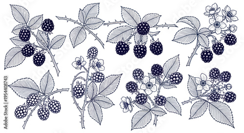 Blackberry Sprigs with Berries and Blossoms - Botanical Illustration