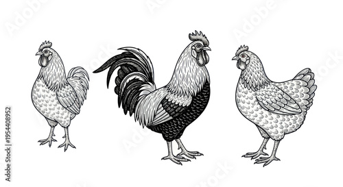 Rooster and Hen Illustration - Farm Birds Duo