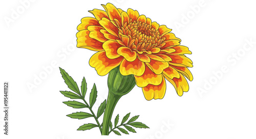 Vibrant Marigold Flower Blossom with Green Stem and Leaves, Isolated on White