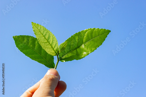 close-up of a hand holding green leaf on clean blue sky background and design space.
