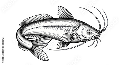 Detailed Sketch of a Catfish with Long Whiskers, Isolated on White Background