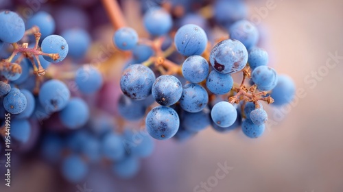 Close-up of Fresh Blue Grapes with Dew Drops and Colorful Background, Perfect for Food Photography and Healthy Lifestyle Promotion