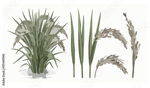 Realistic rice plant botanical illustration set with paddy field stalks and grain panicles in black and white vector style