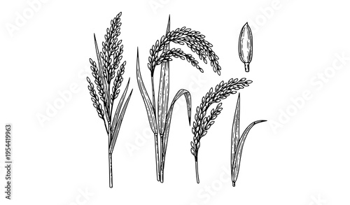 Vintage engraving rice plant illustration set with detailed stalks and grain panicles in classic black and white style