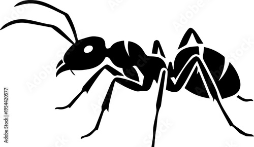 black ant isolated on white