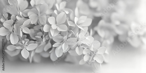Soft White Flowers Background with Delicate Floral Texture