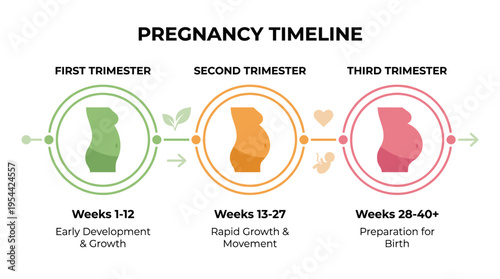 Pregnancy timeline infographic showing three trimesters with fetal development stages on a clean layout. Prenatal education, maternal health tracking and medical information concept vector illustratio