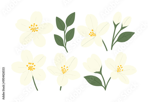 Collection of white jasmine flowers and green leaves on white background